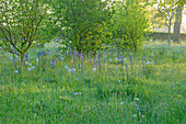 Frühlingswiese mit blauen Prärielilien (Camassia) im Morgengrauen