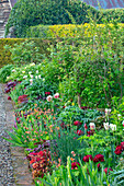 Gartenbeet mit Tulpen, Pfingstrosen und Purpurglöckchen (Heuchera) in Worcestershire