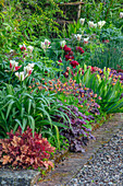 Beete mit Tulpen (Tulipa 'Uncle Tom' und 'Flaming Spring Green') in einem Garten