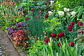 Blumenbeet mit Tulpen (Tulipa 'Uncle Tom' und 'Flaming Spring Green'), Purpurglöckchen (Heuchera) und Nelkenwurz (Geum) im Frühlingsgarten