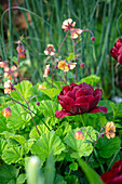 Nelkenwurz (Geum 'Oxford Marmalade') und Tulpe (Tulipa 'Uncle Tom') im Garten