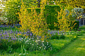 Frühlingswiese mit Prärielilie (Camassia) und Narzissen im Garten