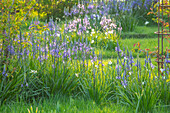 Blühende Leichtlins Prärielilie (Camassia leichtlinii) und Narzissen (Narcissus recurvus) im Frühlingsgarten