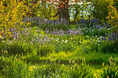 Blumenwiese mit Prärielilien (Camassia) und Dichternarzissen im Frühlingsgarten