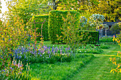 Prärielilie (Camassia) und Narzissen (Narcissus) am Gartenweg im Frühling
