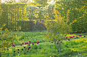 Frühlingswiese mit dunklen Tulpen (Tulipa) im Abendlicht, Warwickshire
