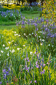 Blühender Frühlingsgarten mit Prärielilie (Camassia) und Narzissen