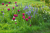 Bunte Frühlingswiese mit Tulpen (Tulipa 'Burgundy') und Prärielilien (Camassia leichtlinii)