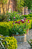 Tulpen (Tulipa) in Holzzuber Pflanzgefäß im Garten
