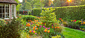 Garten im Frühling mit Tulpen (Tulipa 'Ballerina', 'Hollywood', 'Nightrider') in Surrey