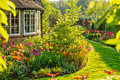 Gartenweg mit Tulpen (Tulipa 'Ballerina', 'Nightrider') im Frühling in Surrey