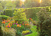 Frühlingsgarten mit Tulpen (Tulipa 'Ballerina', 'Hollywood' und 'Nightrider')