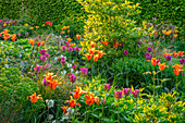 Frühlingsgarten mit Tulpen (Tulipa 'Ballerina', 'Hollywood' und 'Nightrider')