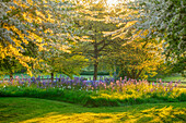 Frühlingsblüten des Zierapfels (Malus transitoria) im Garten mit Leichtlins Prärielilie (Camassia leichtlinii)