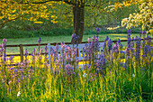 Blühende Wiese mit Leichtlins Prärielilie (Camassia leichtlinii) und Zierapfelbaum (Malus transitoria) im Frühling