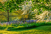 Blühende Wiese mit Leichtlins Prärielilie (Camassia leichtlinii) und Zierapfelbaum (Malus transitoria) im Frühling