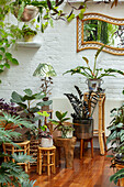 Raum mit Dschungel aus Zimmerpflanzen und mit Holzfußboden