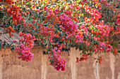Rote und pinke Bougainvilleen über Lehmwand in Marokko