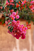 Bougainvillea-Blüten in Rosa und Rot vor Lehmwand in Taroudant