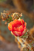 Rote Blüten eines Kaktus (Opuntia) im Frühling in Marokko