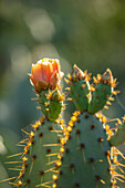 Blüte des Feigenkaktus (Opuntia) mit Dornen im Sonnenlicht