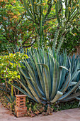 Agaven und Sukkulenten in trockenem Gartenbereich im Garten in Marokko