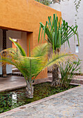 Palmen im Innenhof mit Wasserkanal und orangefarbener Wand in Taroudant, Marokko
