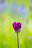 Blüte von Zierlauch (Allium hollandicum) im Frühling