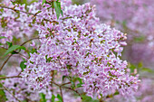 Nahaufnahme von Blüten des Persischen Flieders (Syringa × persica) im Frühling