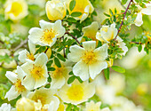 Rose (Rosa xanthina f. hugonis) mit cremefarbenen Blüten im Frühling