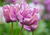 Papageientulpe (Tulipa 'Blue Parrot' mit rosa Blüten im Frühling