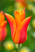Tulpe (Tulipa 'Ballerina') in leuchtendem Orange im Frühling