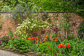 Blumenbeet mit Tulpen (Tulipa 'Ballerina') und gelber Hundsrose (Rosa xanthina f. hugonis) vor Backsteinmauer