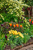 Gelbe und orangefarbene Tulpen (Tulipa 'Ballerina', 'Batalinii Bright Gem') vor blühender Rose (Rosa xanthina f. hugonis) im Küchengarten