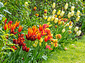 Tulpenbeet (Tulipa 'Abu Hassan', 'Fly Away', 'First Proud') im Frühlingsgarten