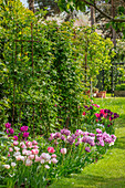 Tulpenbeet mit Tulpen (Tulipa 'Angelique' und 'Blue Parrot') im Frühlingsgarten