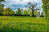 Frühlingswiese mit Wildblumen und Leichtlins Prärielilie (Camassia leichtlinii 'Caerulea') vor Monopteros