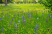 Blühende Frühlingswiese mit Prärielilie (Camassia) und Hahnenfuß im Parkland