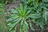 Weberkarde (Dipsacus sativus), Auszug Heilmittel gegen Borreliose