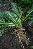 Weberkarde (Dipsacus sativus), Auszug Heilmittel gegen Borreliose