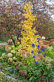 Zierapfel Schneeballhortensie (Hydrangea arborescens 'Annabelle'), Eisenhut und Fächerblattbaum oder Ginkgobaum