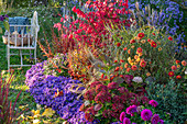 Vintage Gartenbank im Herbstgarten, buntes Beet mit Dahlien (Dahlia), Kissen-Aster (Aster dumosus 'Azurit'), Hortensien, Flügel-Spindelstrauch (Euonymus alatus 'Compactus'), Strauchveronika (Hebe), Chinaschilf (Miscanthus sinensis), Astern und Felberich (Lysimachia 'Autumn Snow')