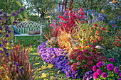 Vintage Gartenbank im Herbstgarten, buntes Beet mit Dahlien (Dahlia), Kissen-Aster (Aster dumosus 'Azurit'), Hortensien, Flügel-Spindelstrauch (Euonymus alatus 'Compactus'), Strauchveronika (Hebe), Chinaschilf (Miscanthus sinensis), Astern und Felberich (Lysimachia 'Autumn Snow')