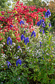 Pfaffenhütchen, Eisenhut und Herbstastern (Symphyotrichum)