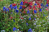 Pfaffenhütchen, Eisenhut und Herbstastern (Symphyotrichum)