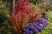 Garten mit Traubenheide (Leucothoe), Kissenaster (Aster dumosus 'Azurit'), Pfaffenhütchen (Euonymus europaeus) und Bauernhortensie (Hydrangea)