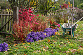 Schubkarre im Garten mit Traubenheide (Leucothoe), Kissenaster (Aster dumosus 'Azurit'), Pfaffenhütchen (Euonymus europaeus) und Bauernhortensie (Hydrangea)