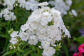 Hohe Flammenblume (Phlox paniculata)