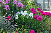 Hohe Flammenblume (Phlox paniculata)