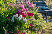 Hohe Flammenblume (Phlox paniculata)